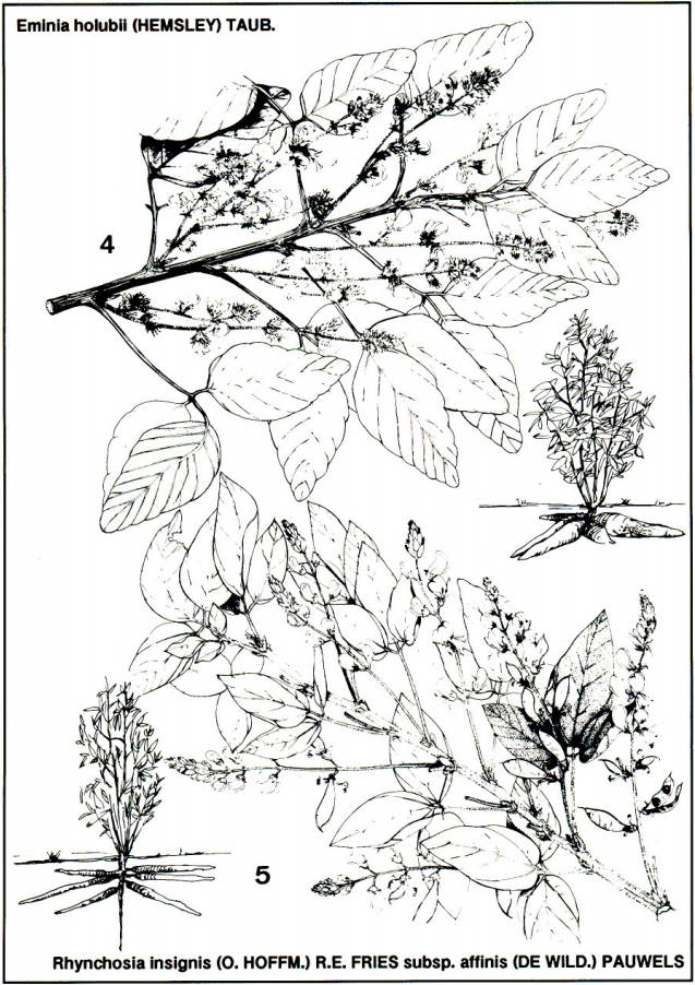 Eminia holubii-rhynchosia insignis 